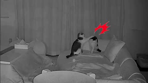 猫 夜中 大運動会 元野良猫