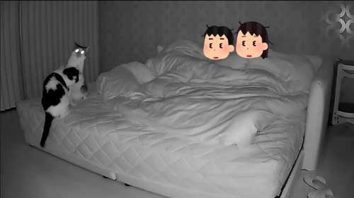 猫 夜中 大運動会 元野良猫