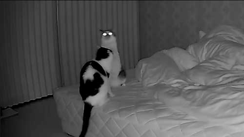 猫 夜中 大運動会 元野良猫