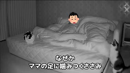 猫 夜中 大運動会 元野良猫