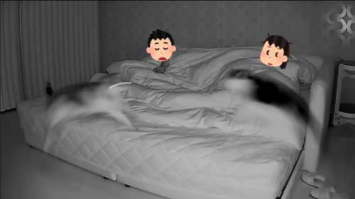 猫 夜中 大運動会 元野良猫