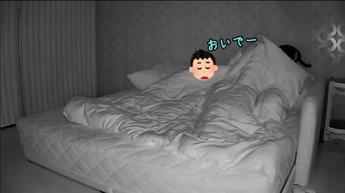 猫 夜中 大運動会 元野良猫