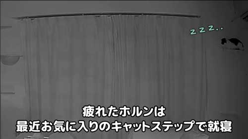 猫 夜中 大運動会 元野良猫