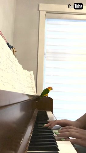 「Jalapeno Says Nope || ViralHog」