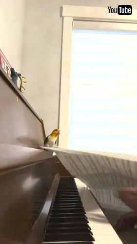 楽譜を落とすインコ