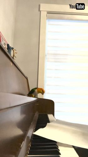 楽しそうなインコ