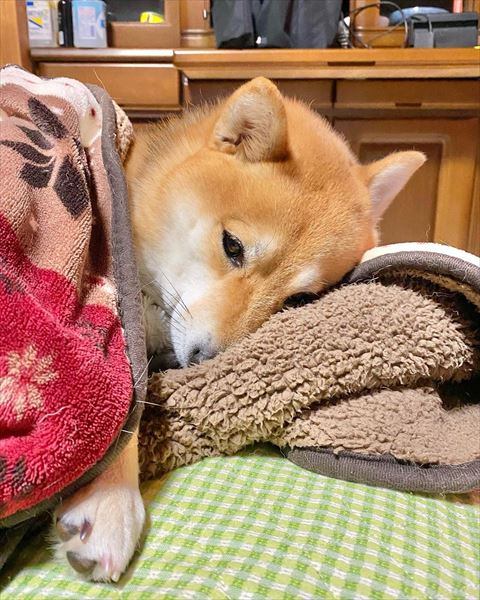 寝そうなワンコ