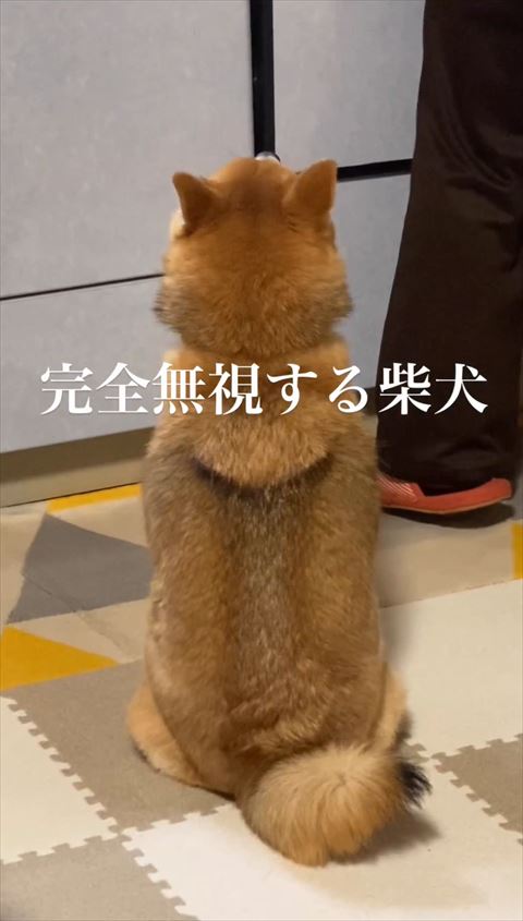 耳が後ろを向く柴犬お座り
