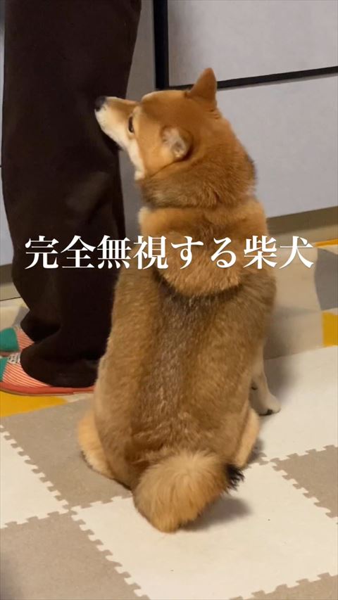 左を向く柴犬
