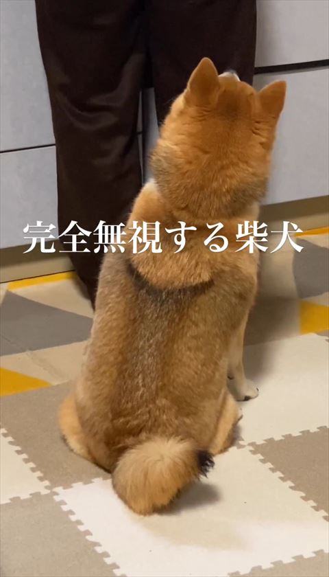 お座りしてのぞきこむワンコ