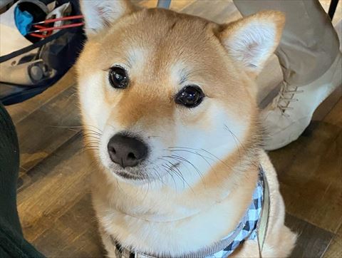 お座りして見上げるワンコのお顔