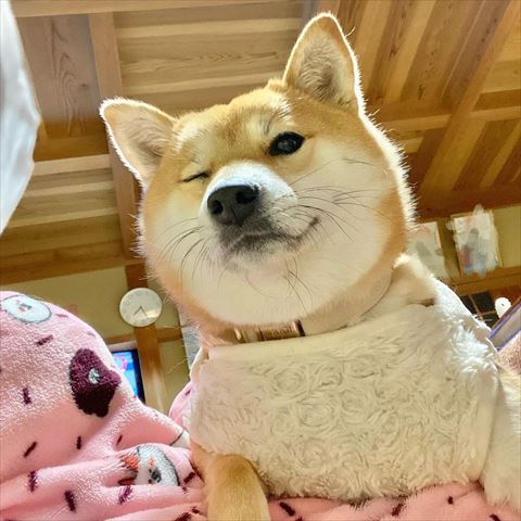 ウインクするワンコ
