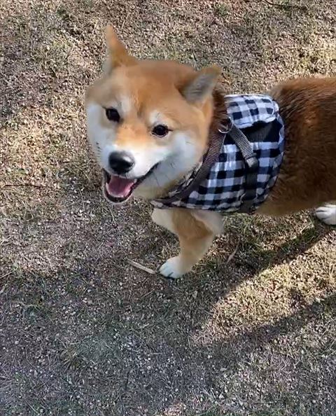 外で笑顔のワンコ