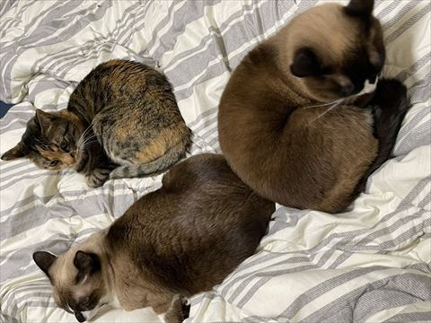 寝てる猫ちゃん3匹