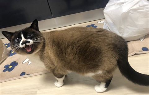 振り返り文句猫