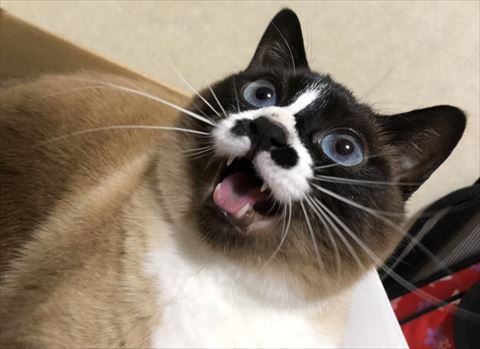 見上げて文句猫