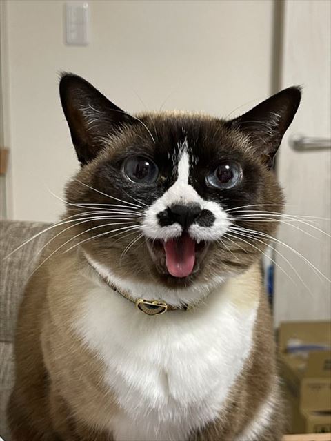 後ろにソファ猫