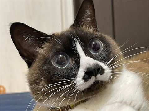 目がくりくり猫ちゃん