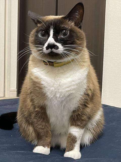 お座りしているもふもふ猫