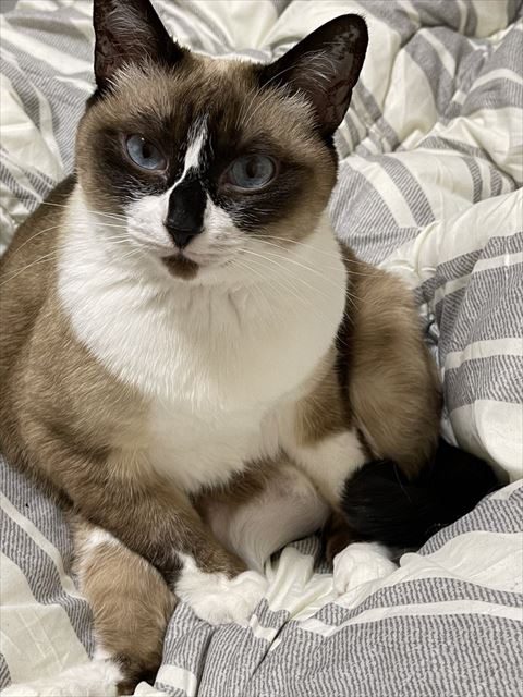 体伸ばして寝てる猫