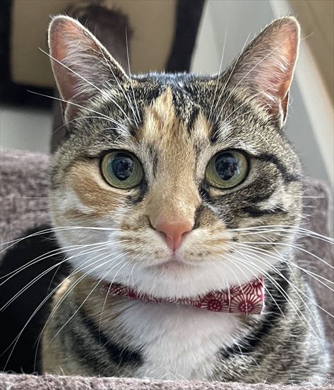 カメラ目線三毛猫