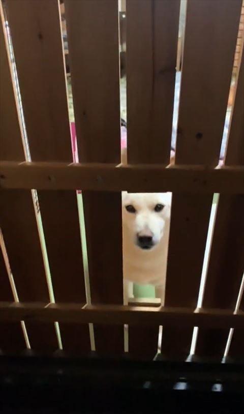 柵から顔出すワンコ