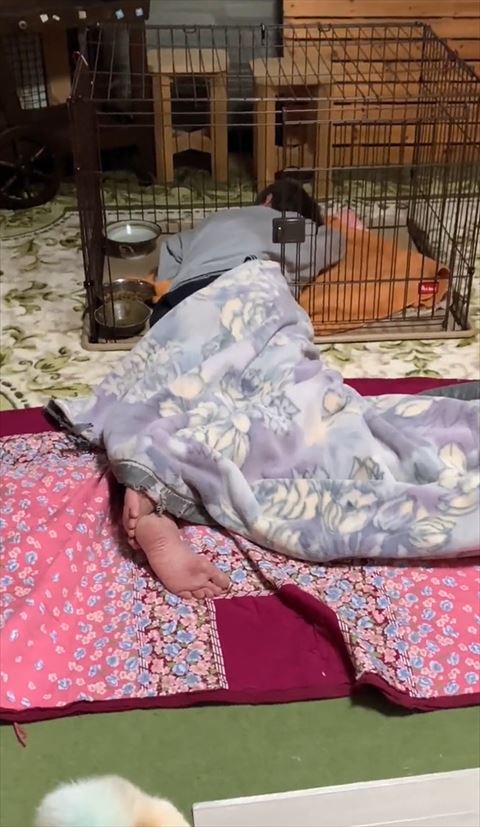 ケージで寝るパパさんアップ