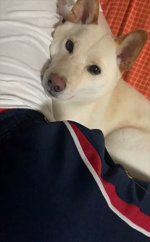 飼い主に寄り添うワンコ