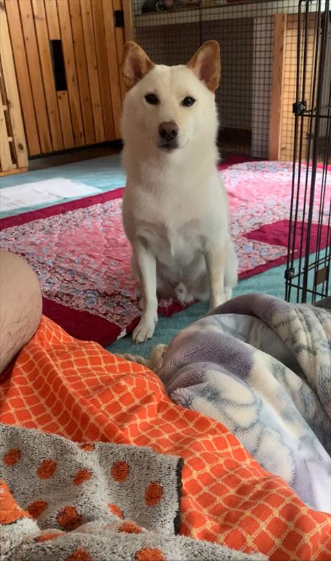 お座りしてるワンコ