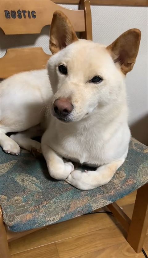 前足まげてるワンコ