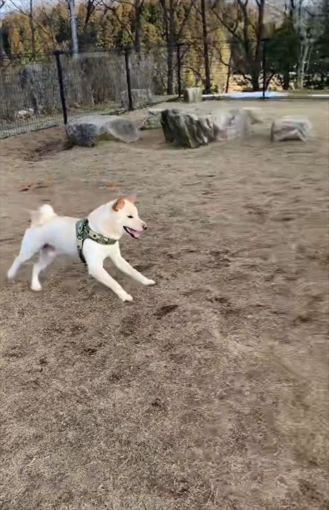 走ってるワンコ