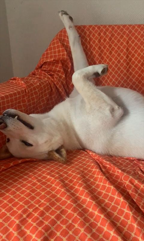 前足あげて寝てるワンコ