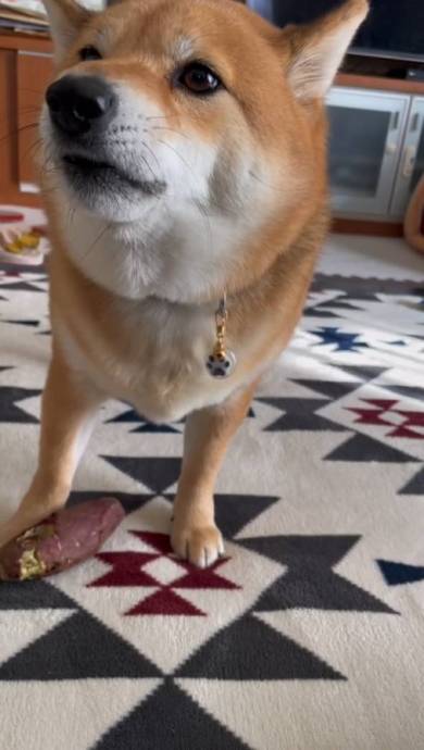 焼き芋盗んだ柴犬