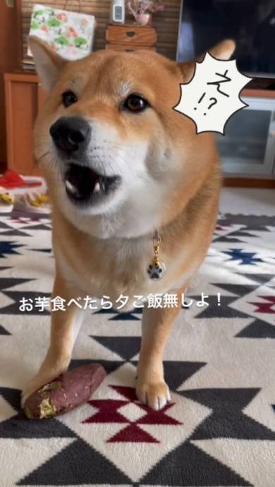 焼き芋盗んだ柴犬