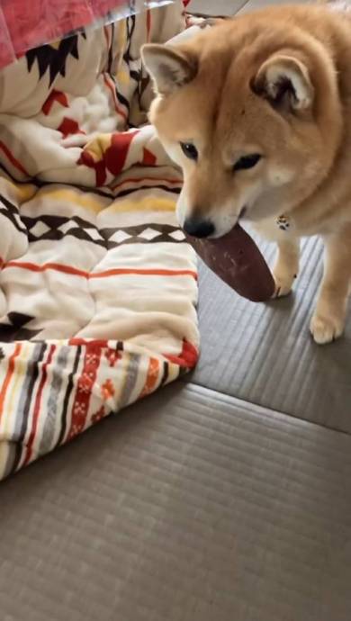 焼き芋盗んだ柴犬