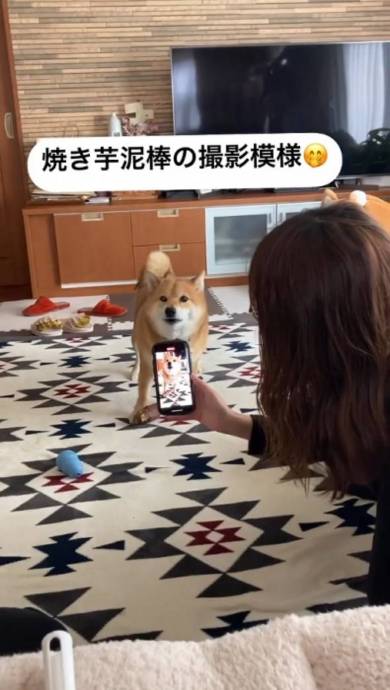 焼き芋盗んだ柴犬