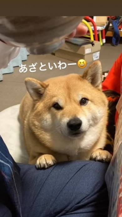 焼き芋盗んだ柴犬