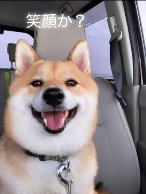 焼き芋盗んだ柴犬