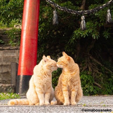 島にゃんこ写真集