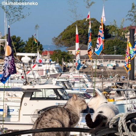 島にゃんこ写真集