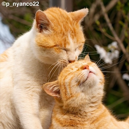 島にゃんこ写真集