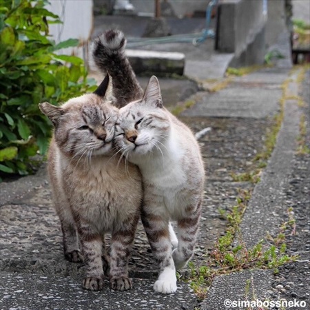 島にゃんこ写真集