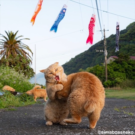 島にゃんこ写真集