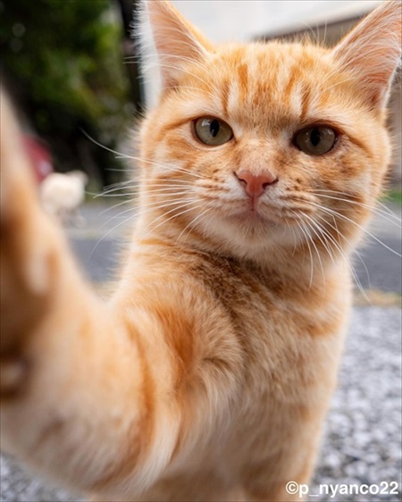 島にゃんこ写真集