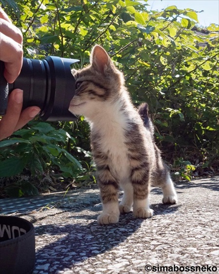 島にゃんこ写真集