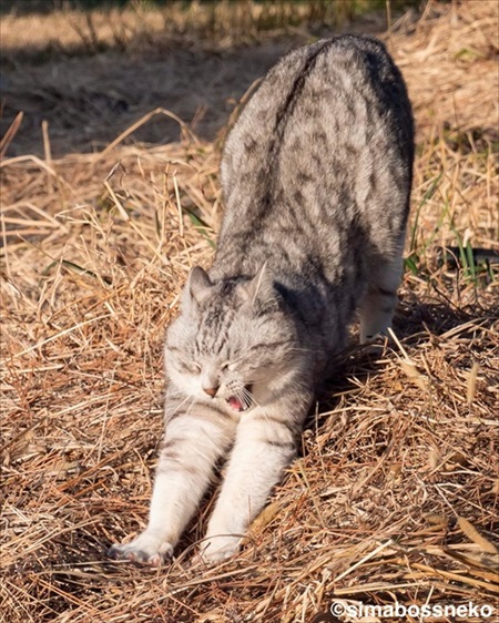 島にゃんこ写真集