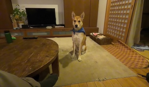 留守番が寂しいワンちゃん