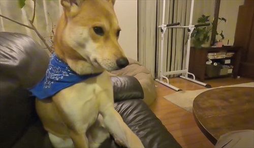 留守番が寂しいワンちゃん