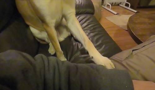 留守番が寂しいワンちゃん