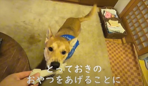 留守番が寂しいワンちゃん